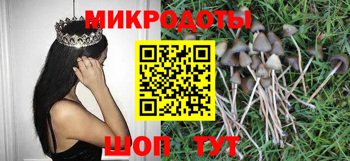 Псилоцибиновые грибы Psilocybe Элиста
